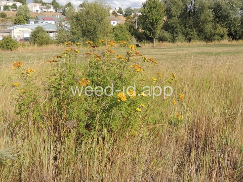 tansy, common